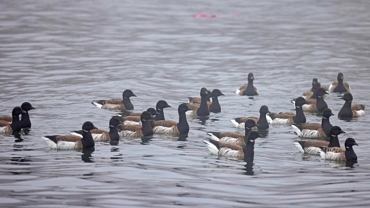 Branta musubeltza - ML630824614