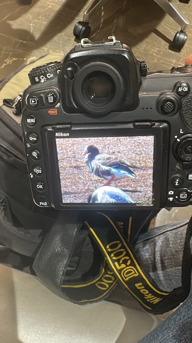 Greater White-fronted Goose - ML630824829