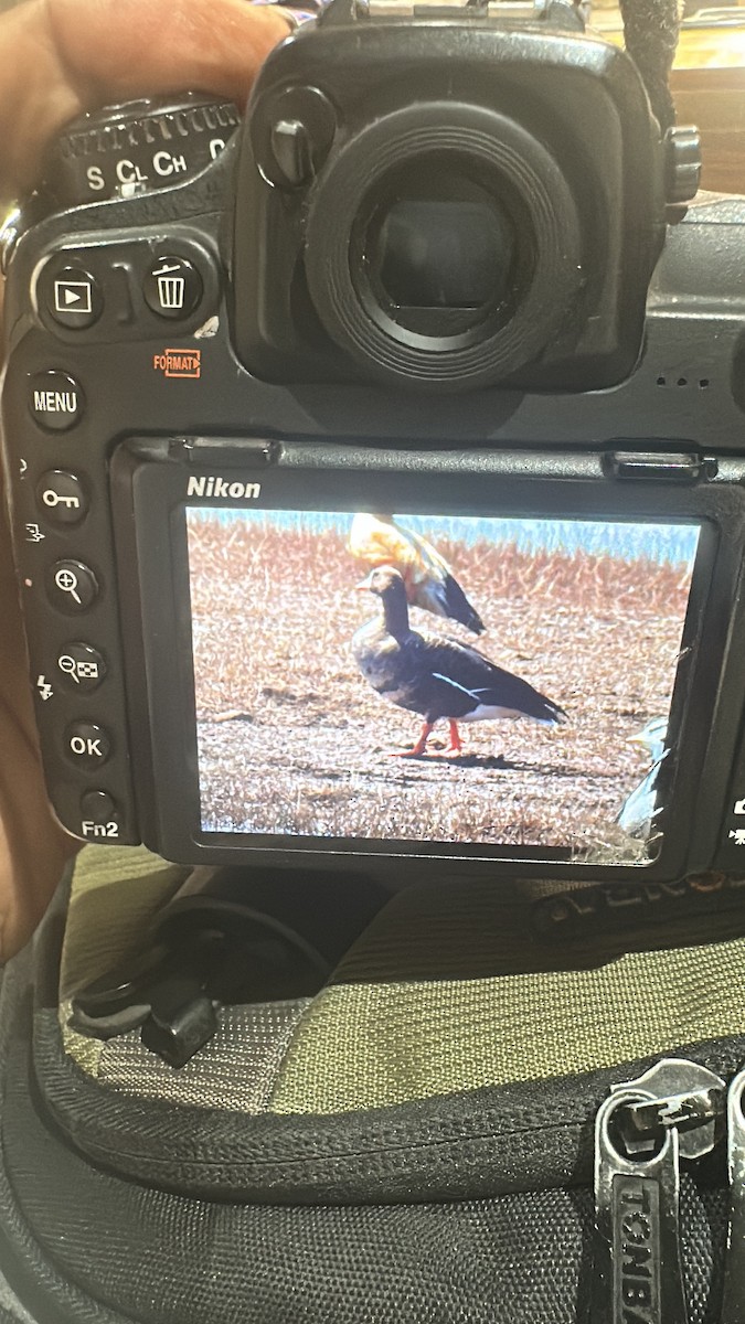 Greater White-fronted Goose - ML630824830