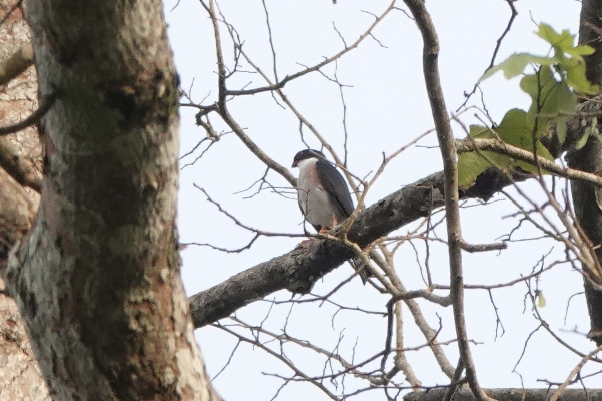 Red-thighed Sparrowhawk - ML630825349