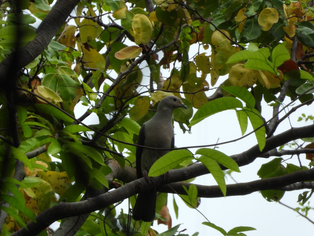 Gray Imperial-Pigeon - ML630825681