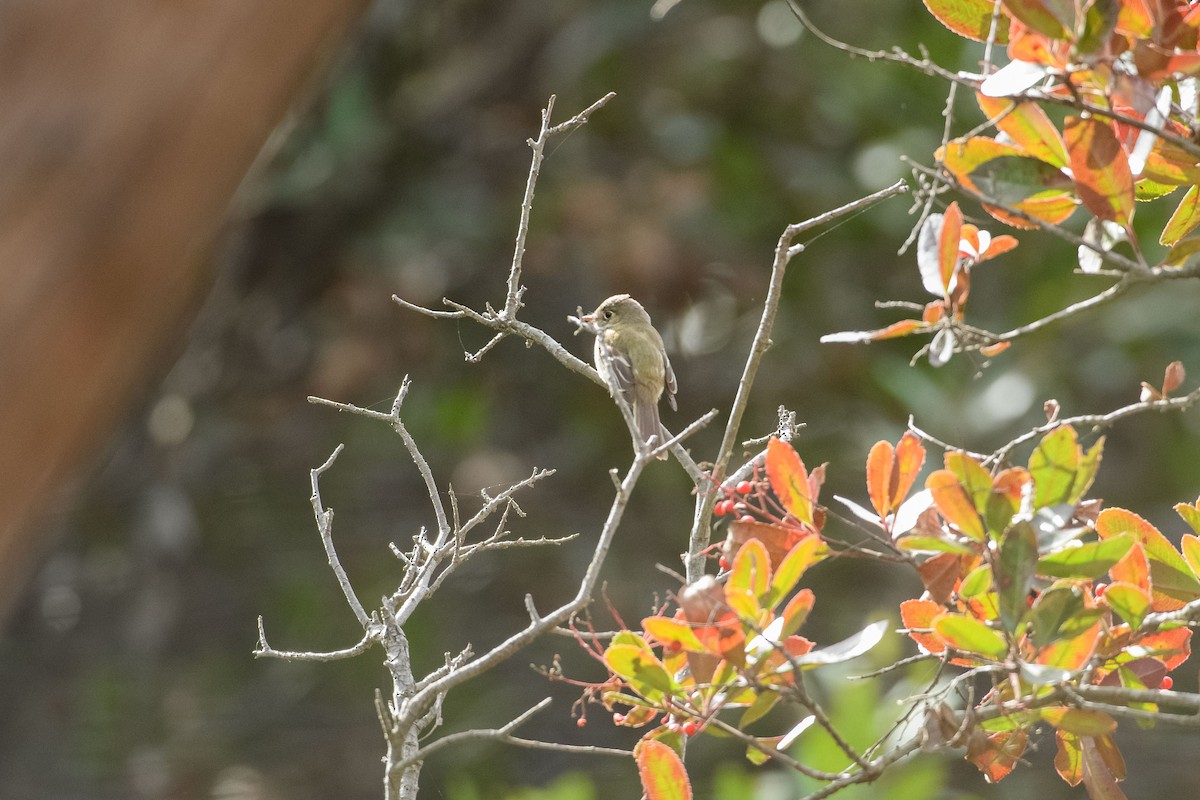 Least Flycatcher - ML630826101
