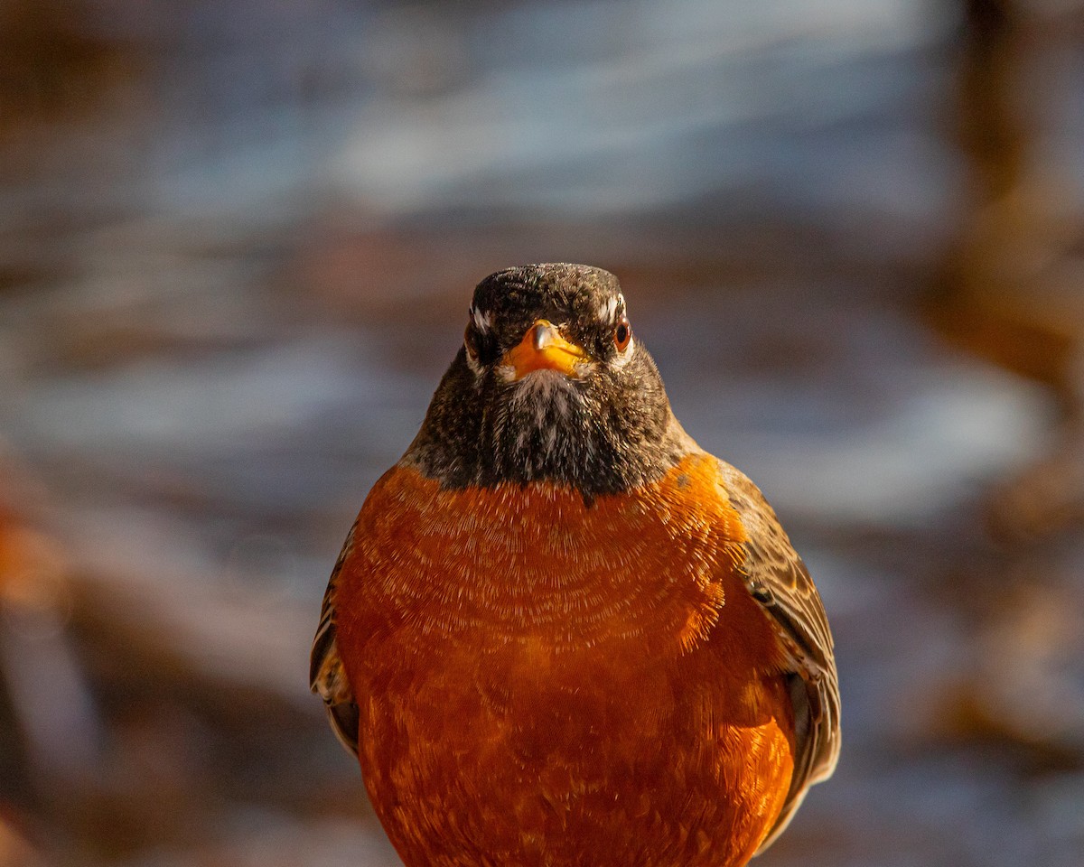 American Robin - ML630826259
