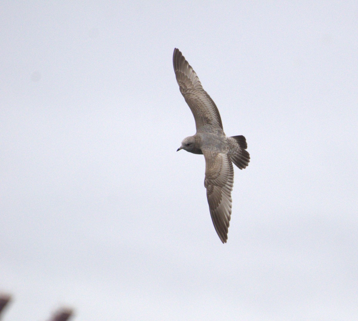 Short-billed Gull - ML630826348