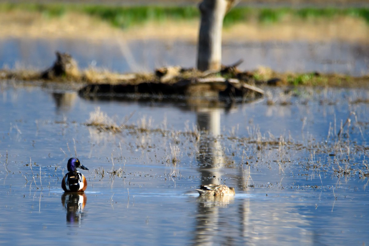 Northern Shoveler - ML630826762