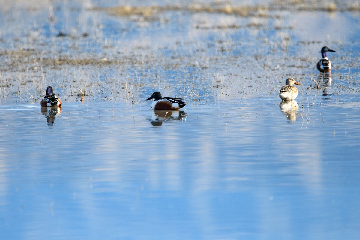 Northern Shoveler - ML630826778