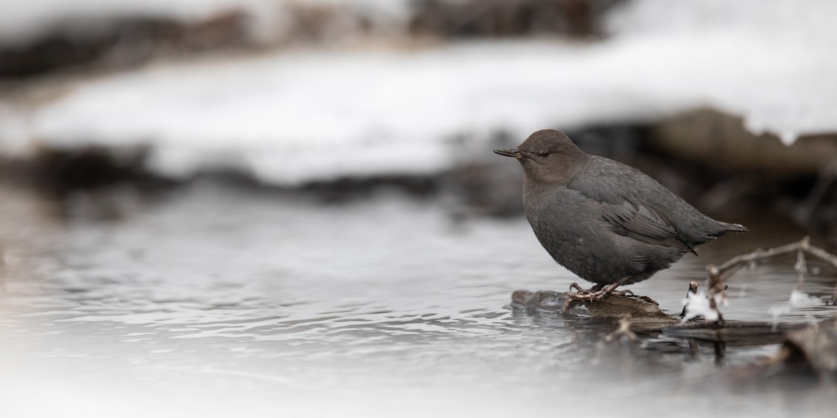 American Dipper - ML630826821