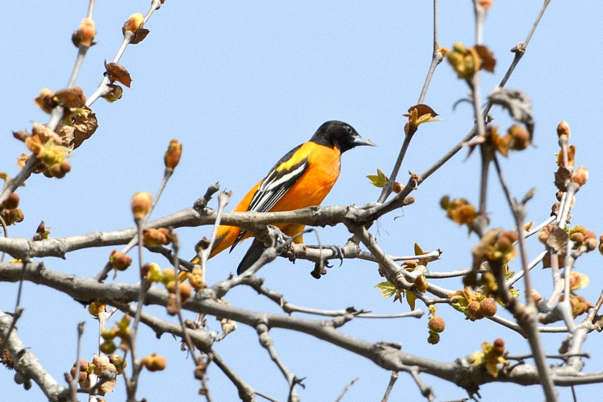 Baltimore Oriole - ML630826883