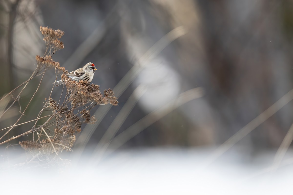 Redpoll - ML630826888