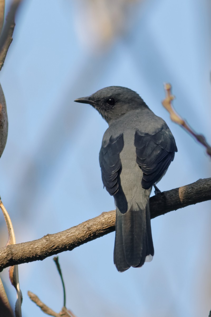 Black-winged Cuckooshrike - ML63082701