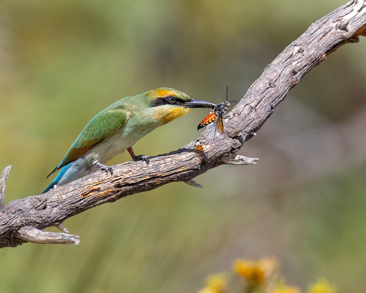 Rainbow Bee-eater - Sheila Rowlands