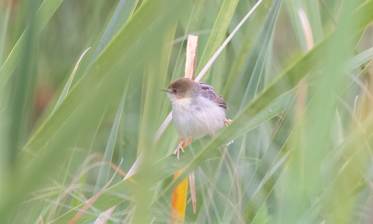 Carruthers's Cisticola - ML630828812