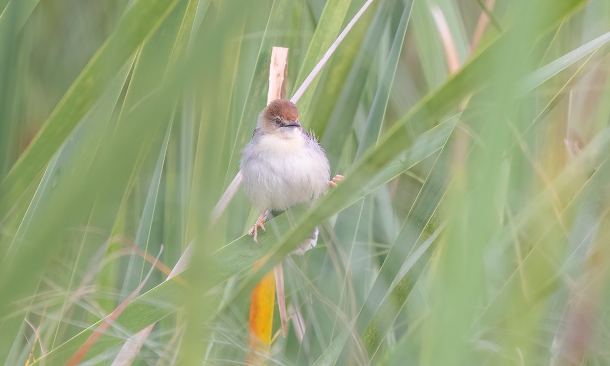 Carruthers's Cisticola - ML630828815