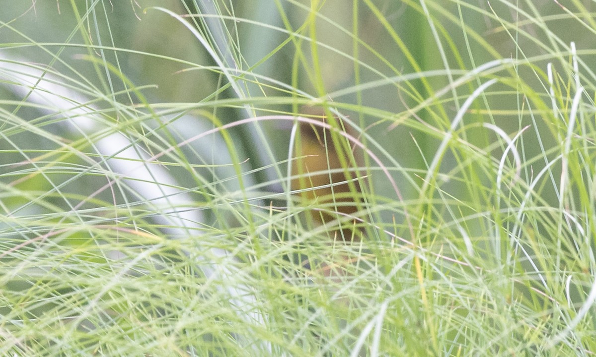 Papyrus Yellow-Warbler - ML630828891