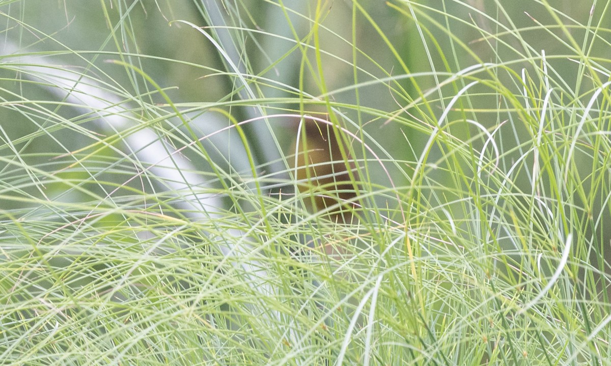 Papyrus Yellow-Warbler - ML630828892