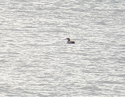 loon sp. - ML630828976