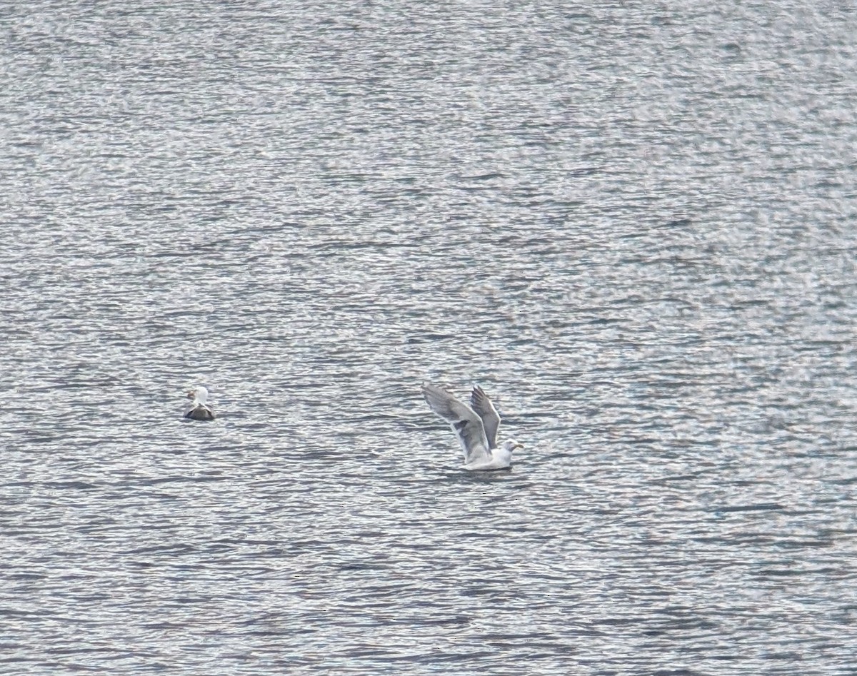 Glaucous-winged Gull - ML630828978