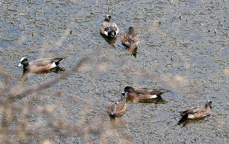 American Wigeon - ML630828989