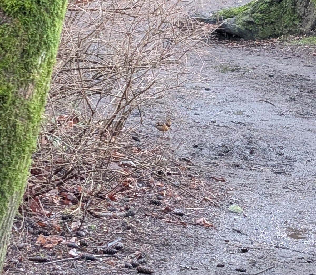 Varied Thrush - ML630829013