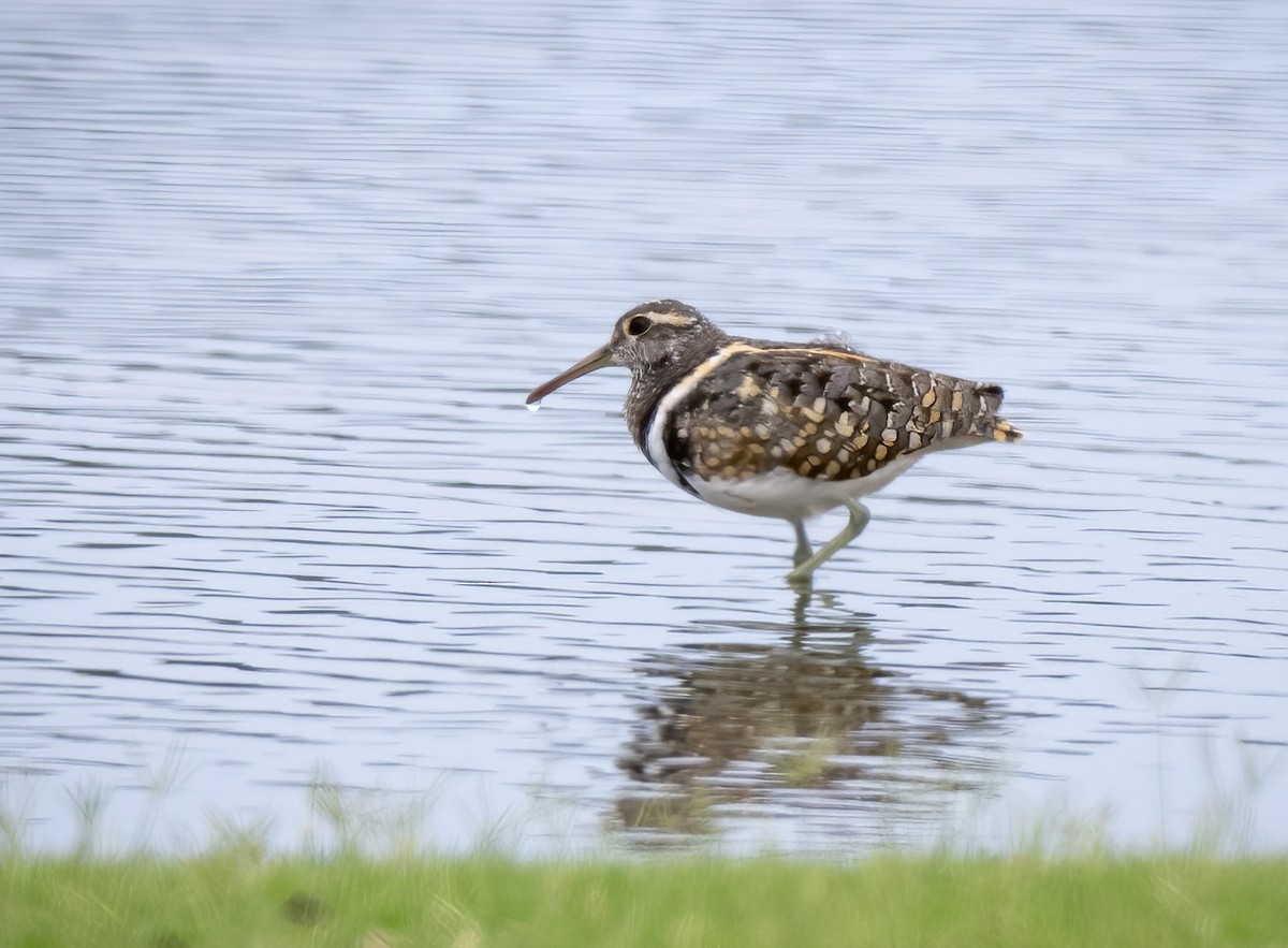 Australian Painted-Snipe - ML630829034