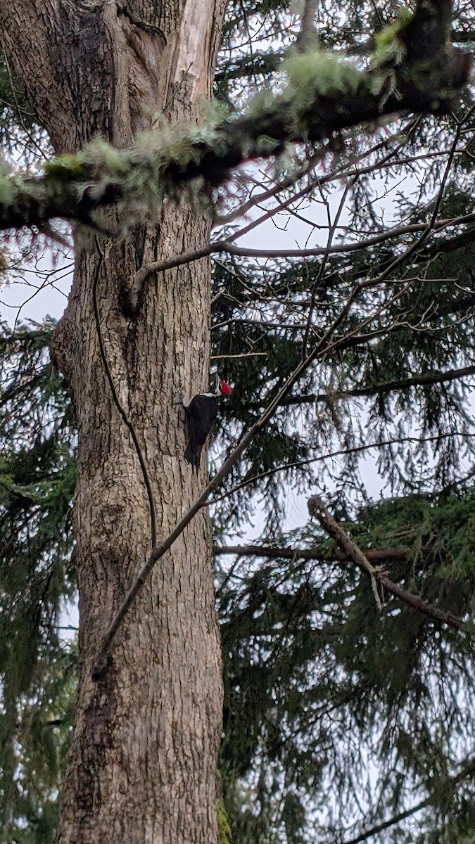 Pileated Woodpecker - ML630829041