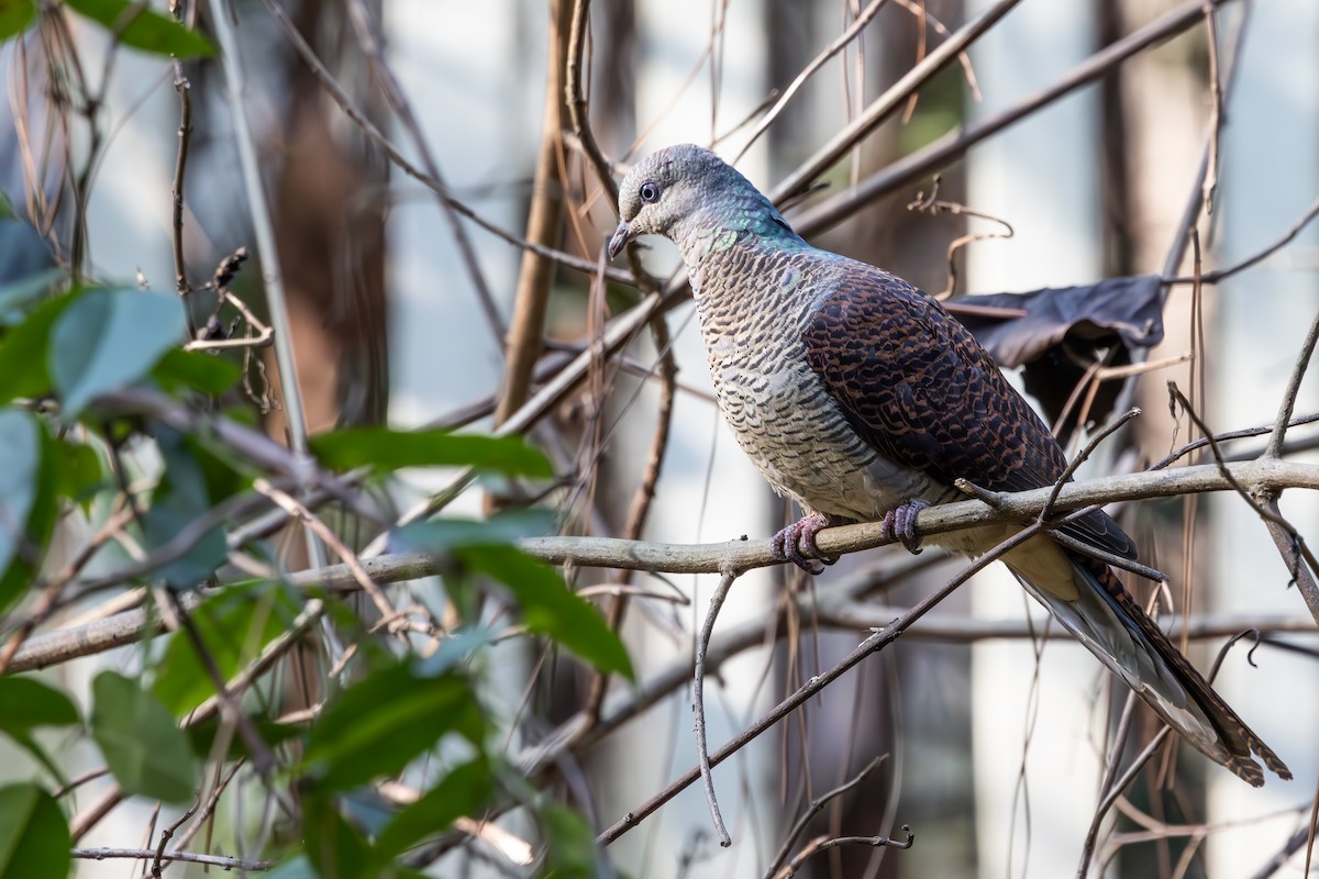 Barred Cuckoo-Dove - Cheng Qian