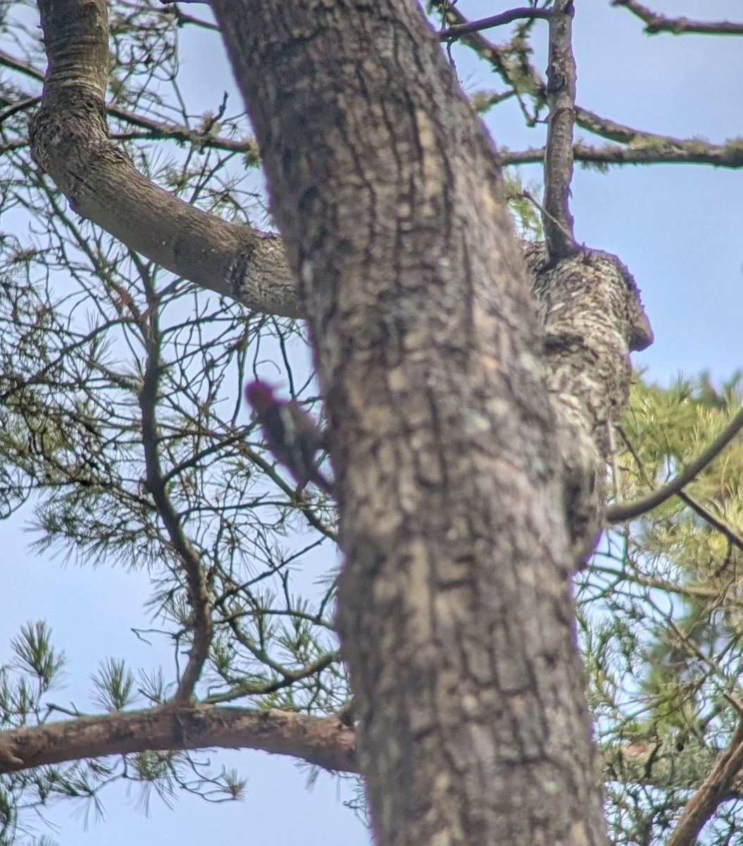 Red-breasted Sapsucker - ML630829060