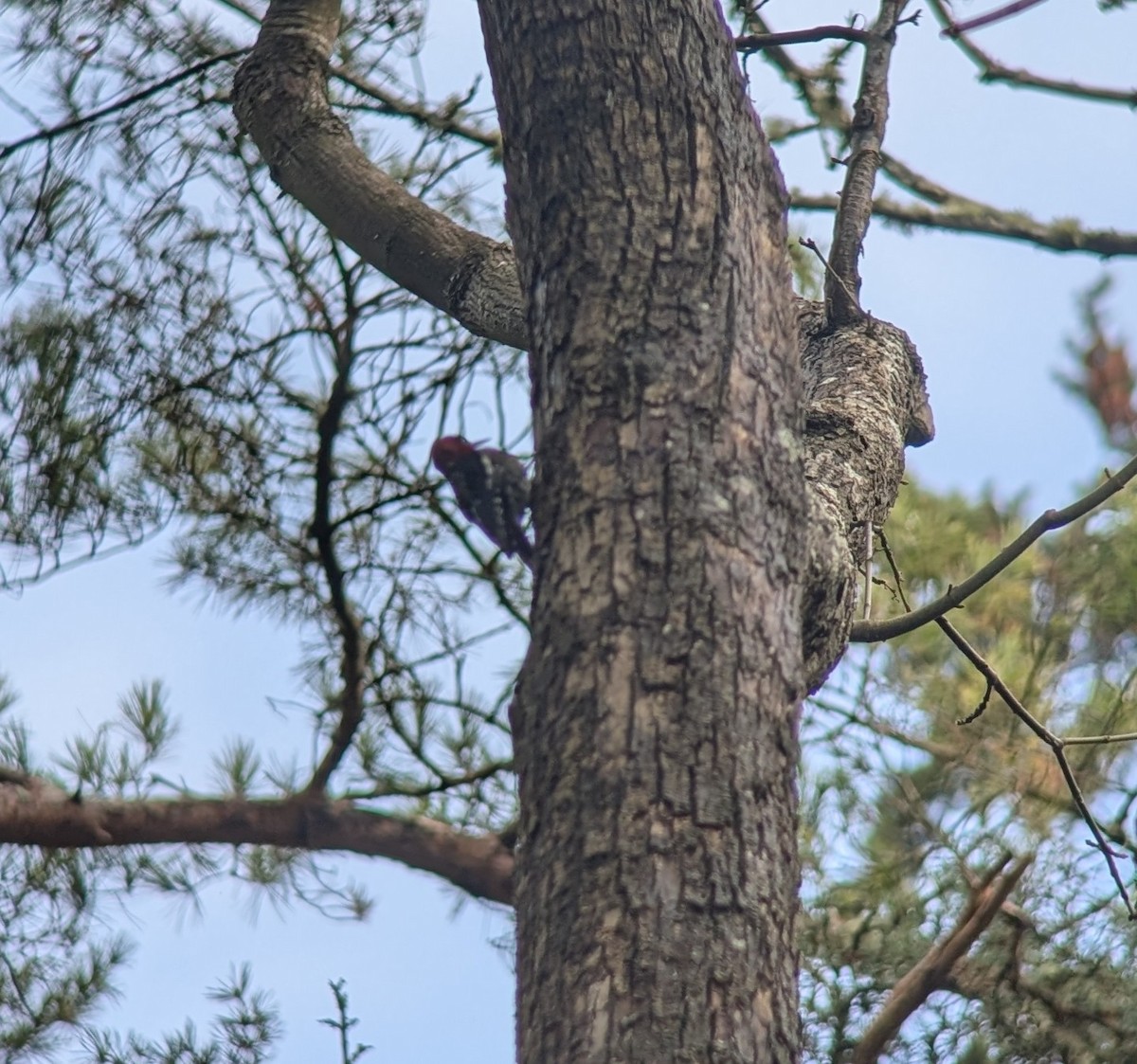Red-breasted Sapsucker - ML630829074
