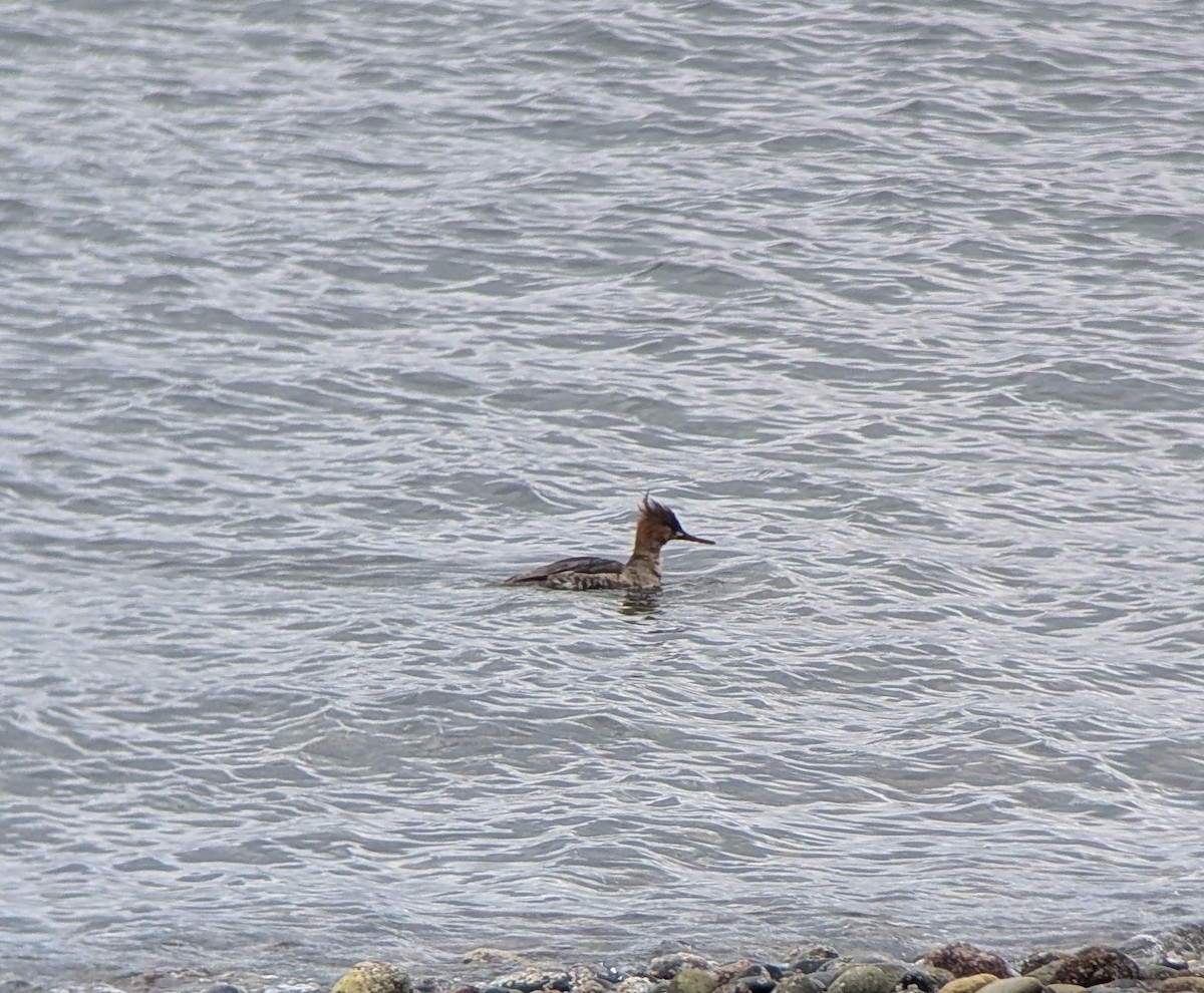 Red-breasted Merganser - ML630829091