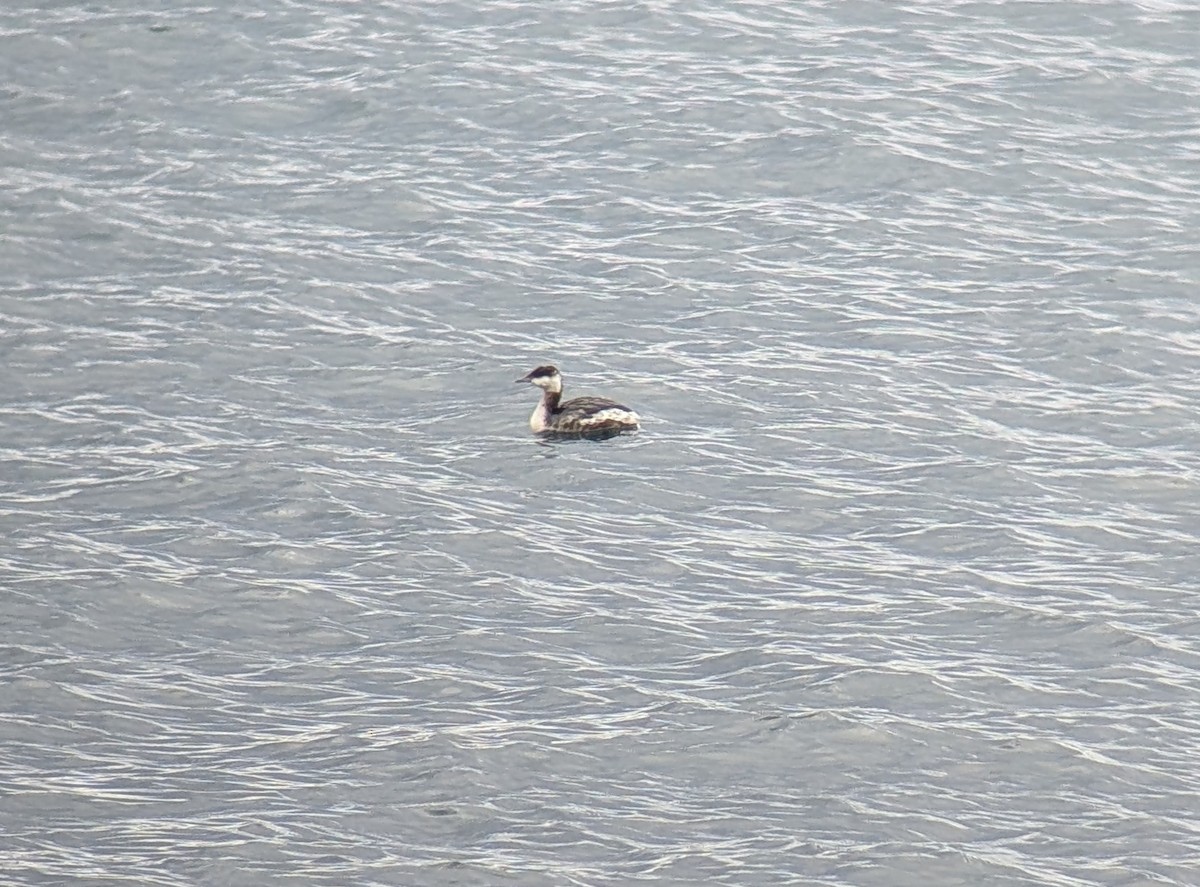 Horned Grebe - ML630829114