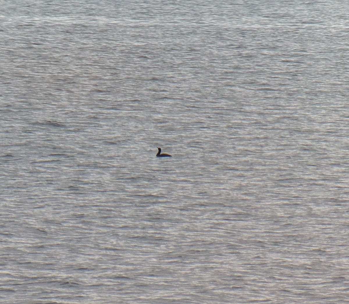 Pelagic Cormorant - ML630829160