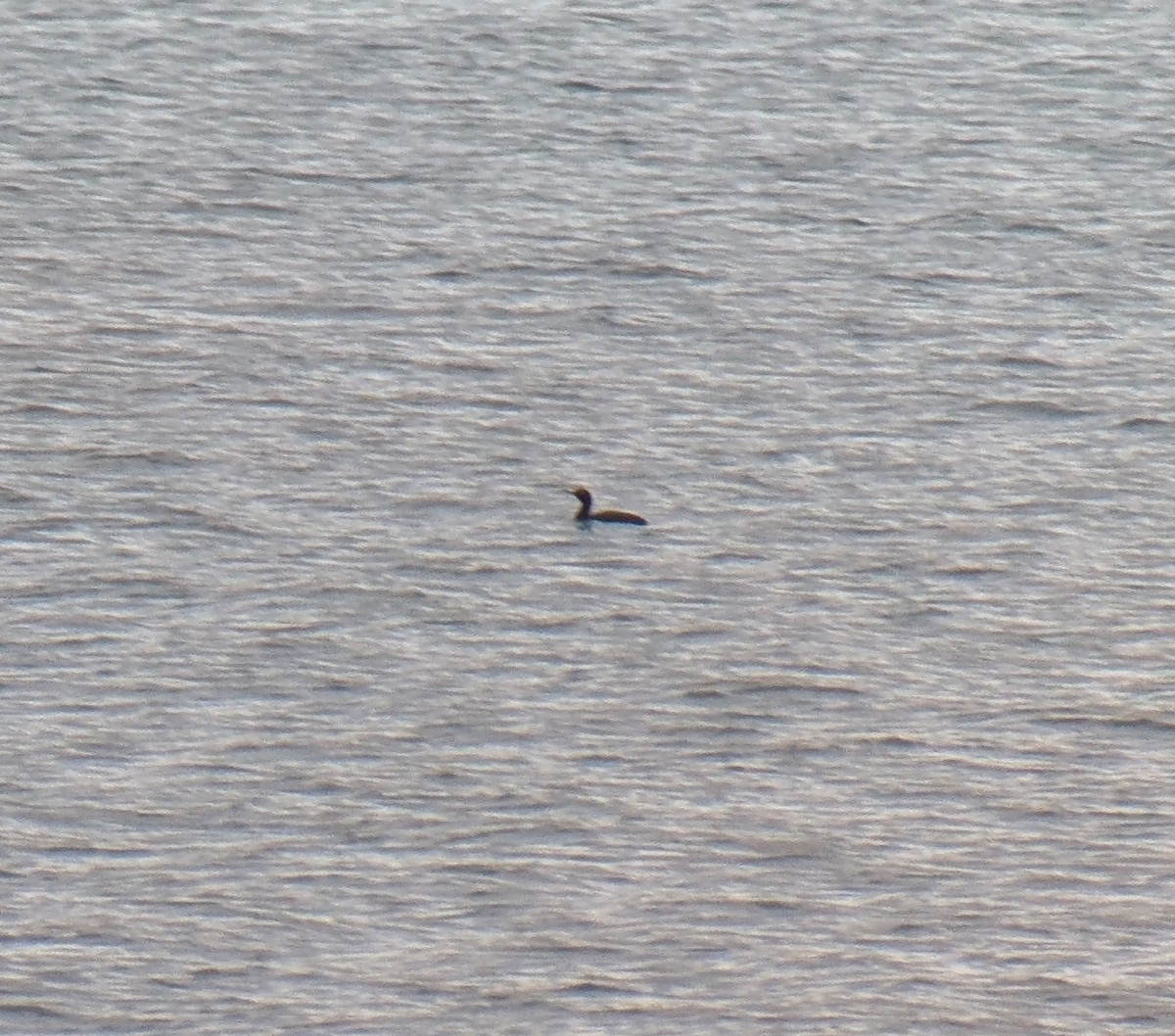 Pelagic Cormorant - ML630829162