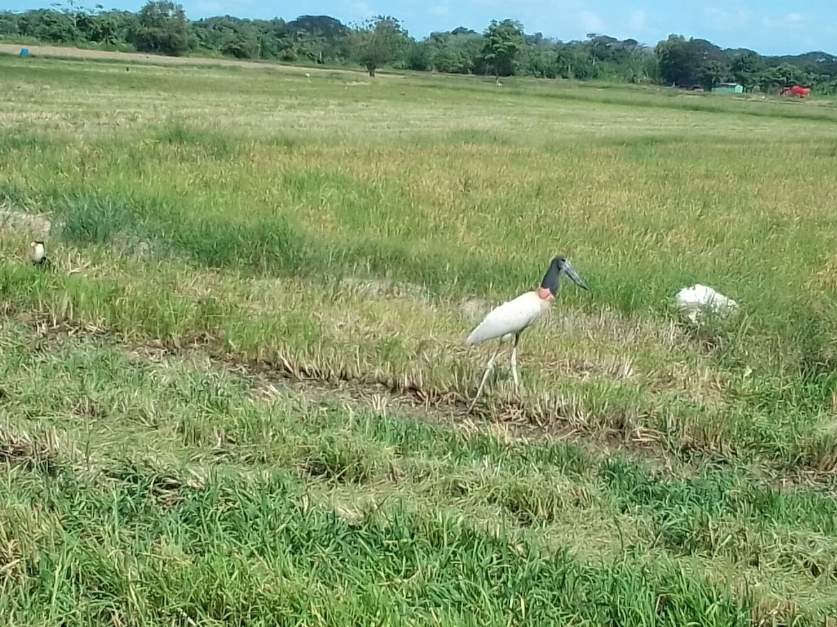 Jabiru - ML630829190