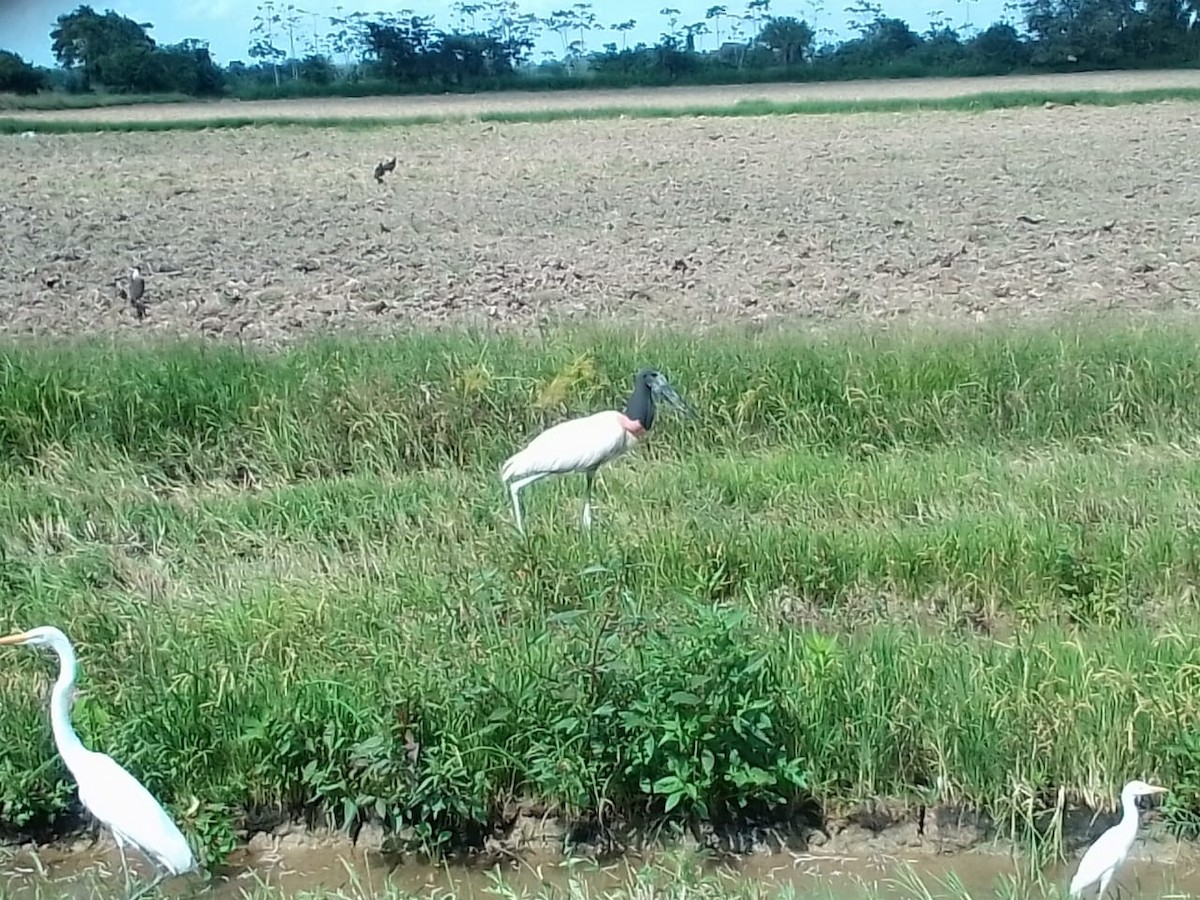 Jabiru - ML630829191