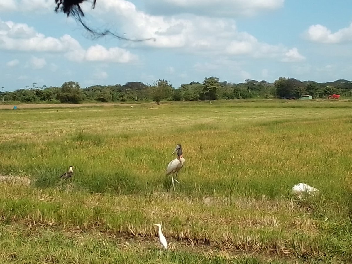 Jabiru - ML630829192