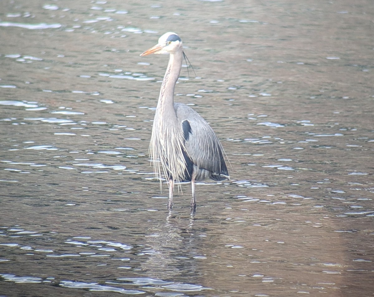 Great Blue Heron - ML630829197