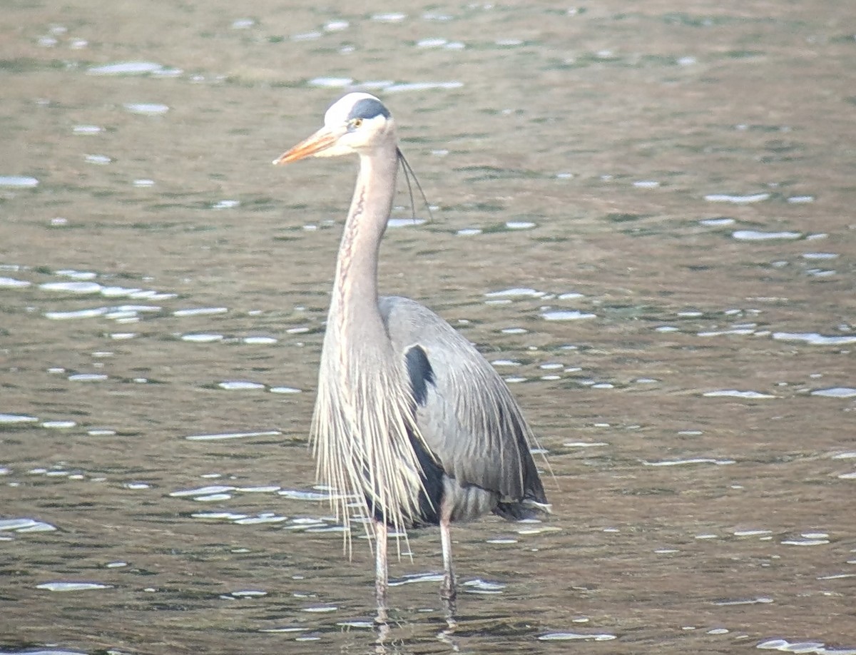 Great Blue Heron - ML630829204