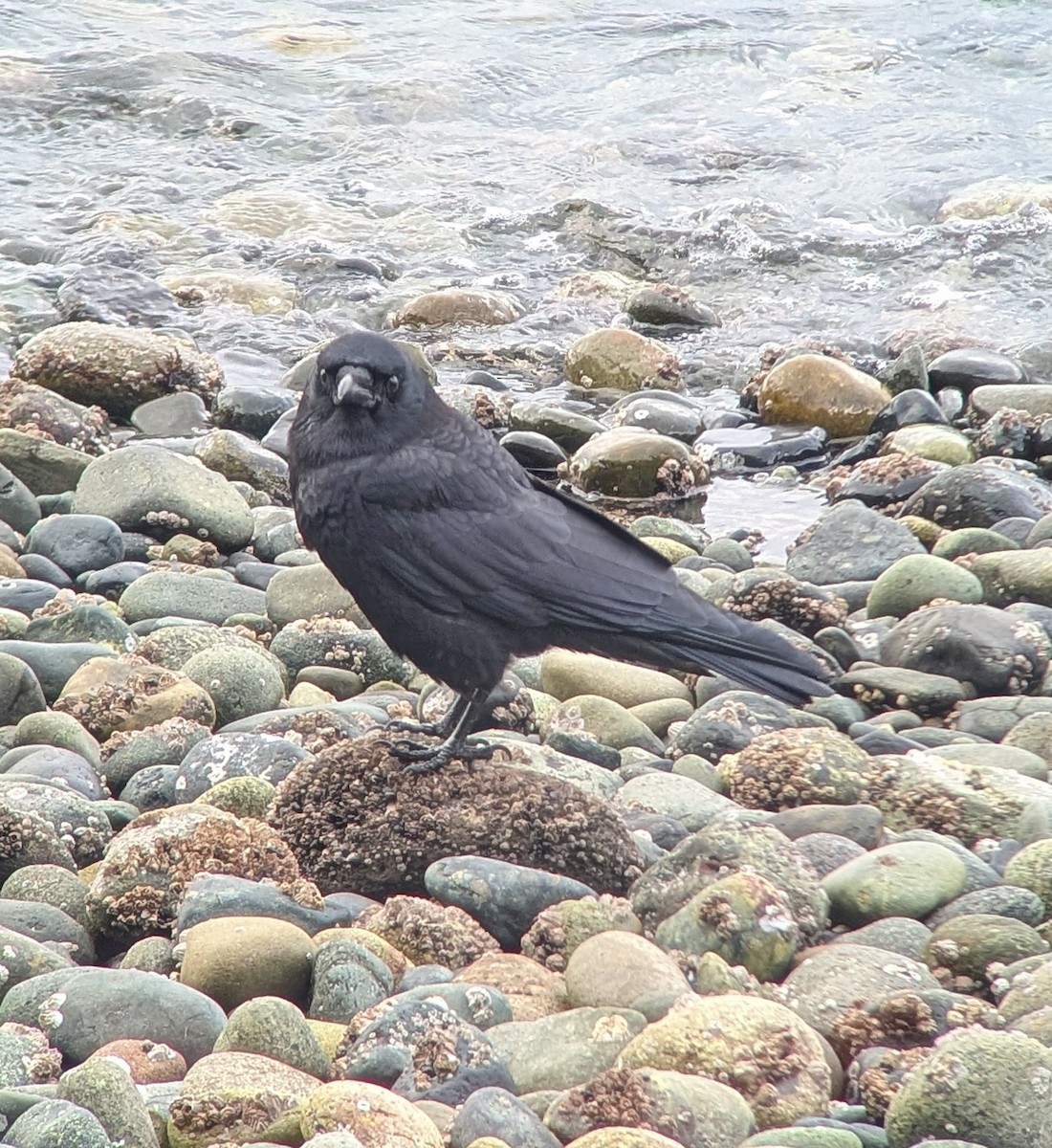 American Crow - ML630829232