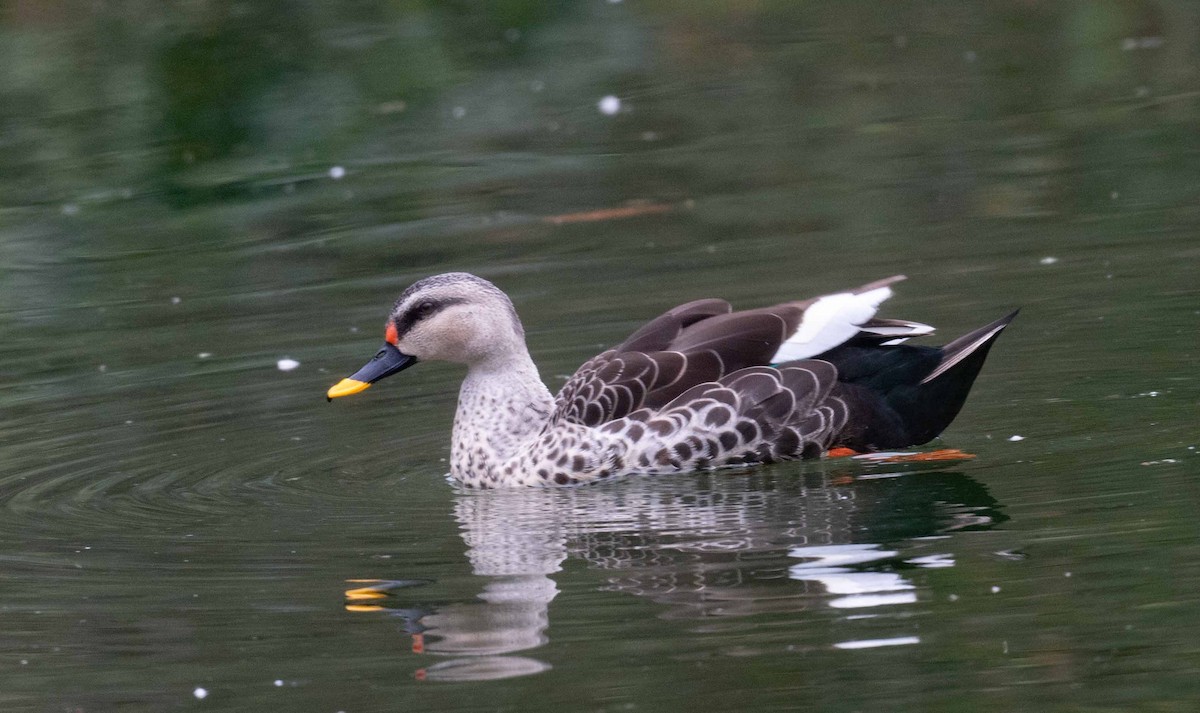 Indian Spot-billed Duck - ML630829295