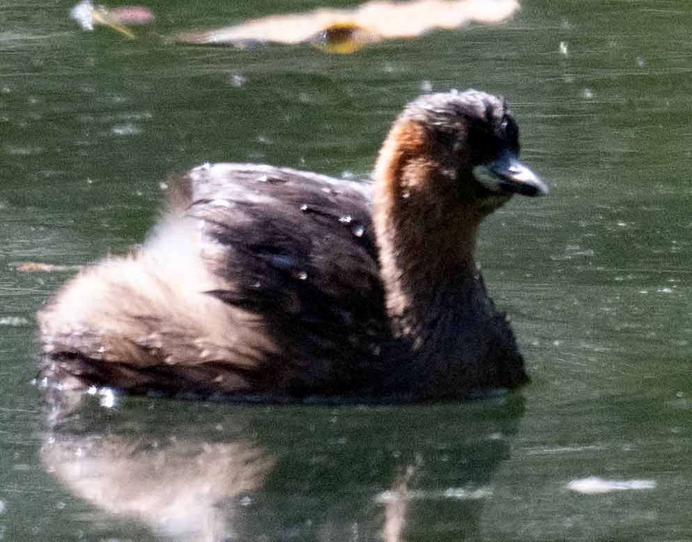 Хурган шунгуур - ML630829347