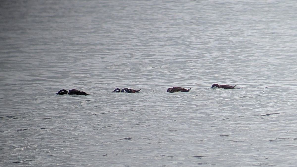 Harlequin Duck - ML630829354