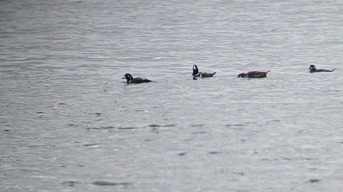 Harlequin Duck - ML630829361