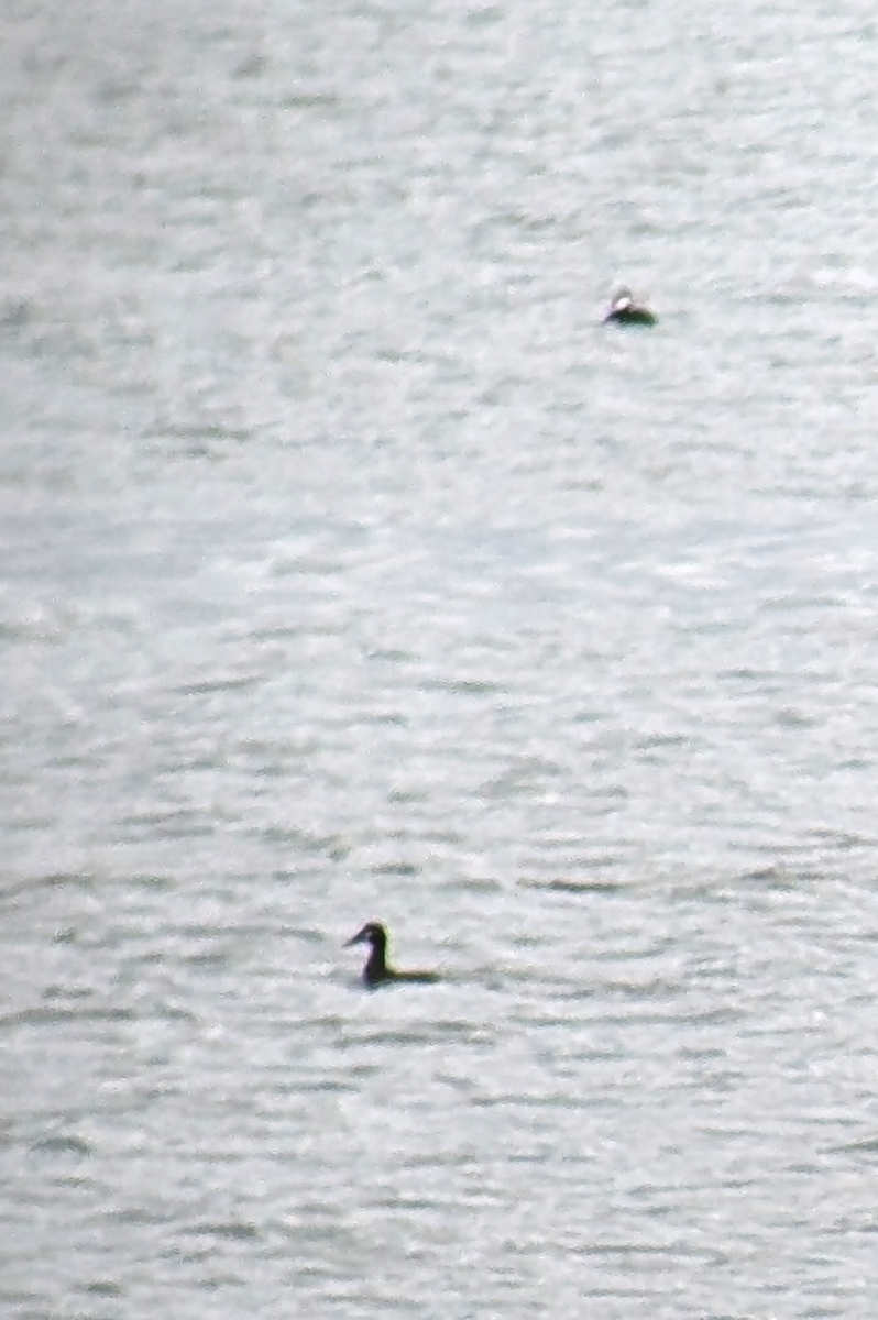 Surf Scoter - ML630829365