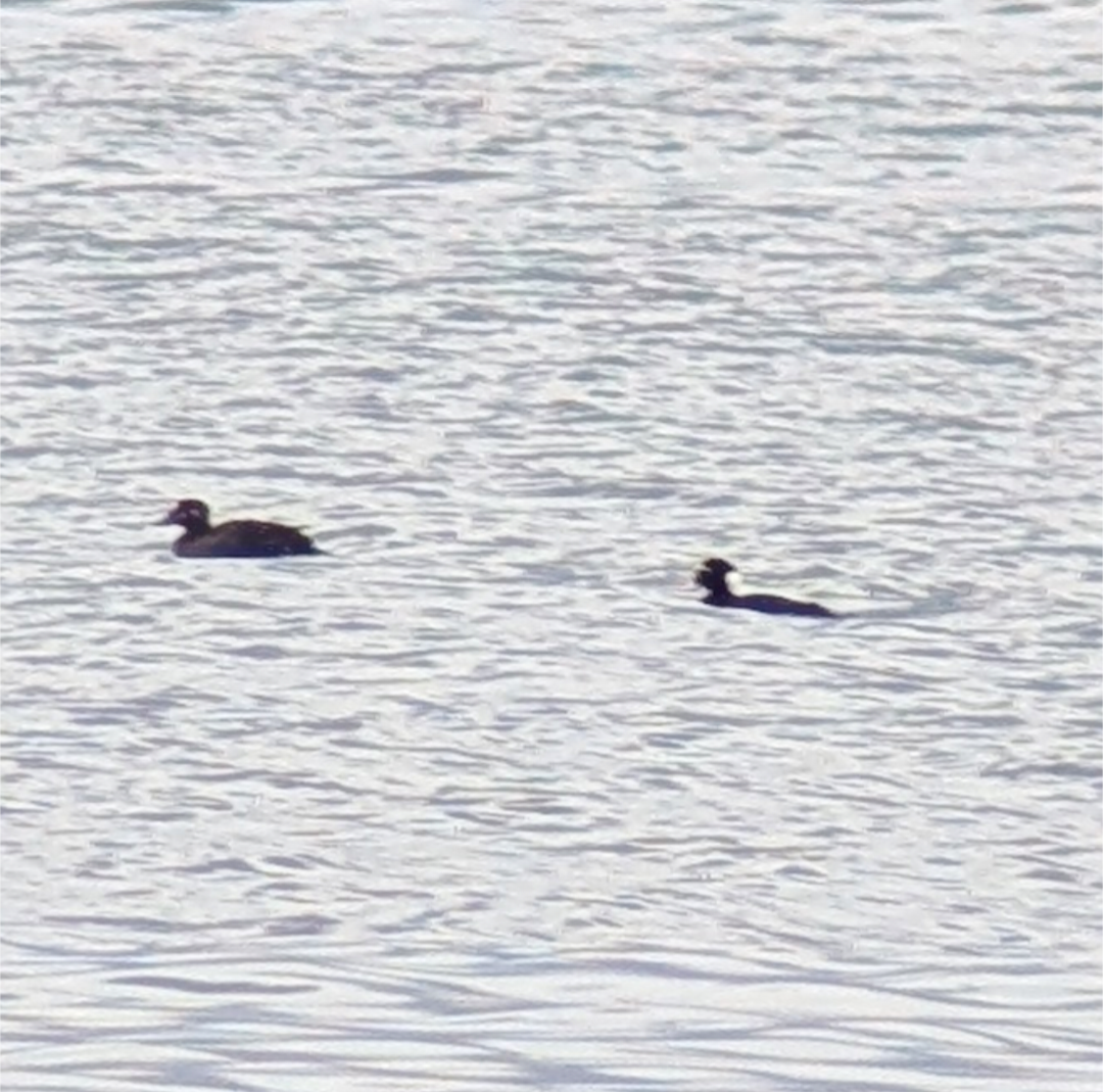 Surf Scoter - ML630829424