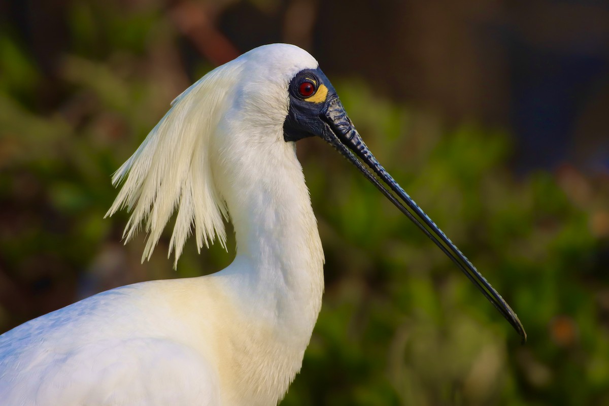 Black-faced Spoonbill - Yi-Cheng Chen