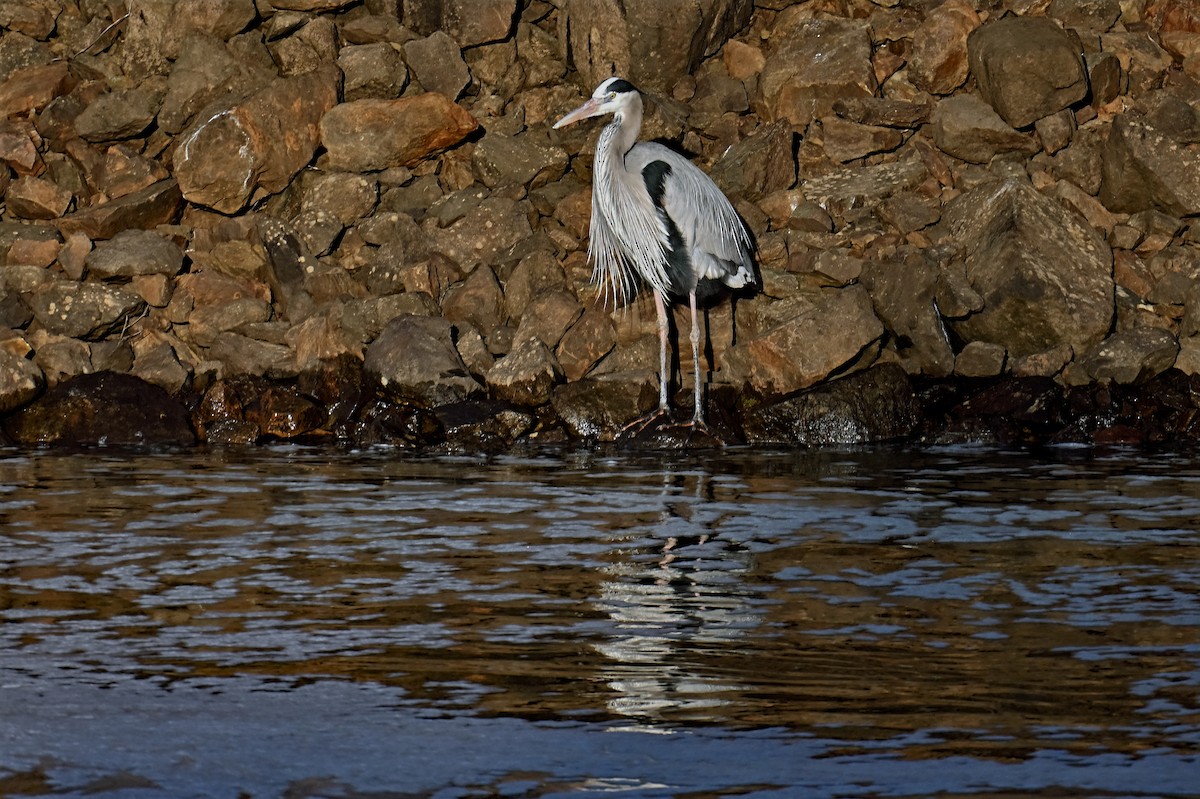 Great Blue Heron - ML630830185