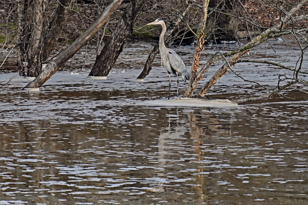 Great Blue Heron - ML630830186