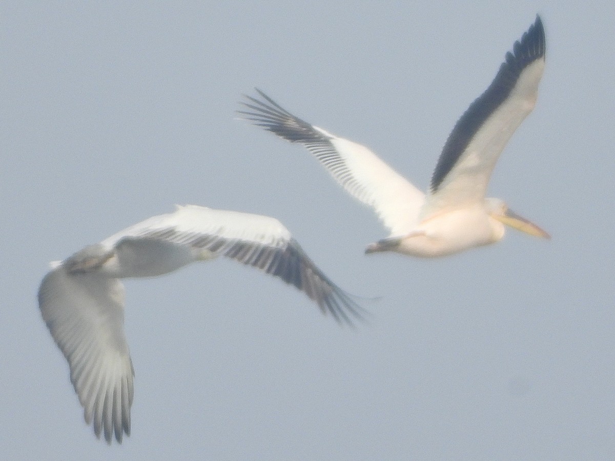 Great White Pelican - ML630830563