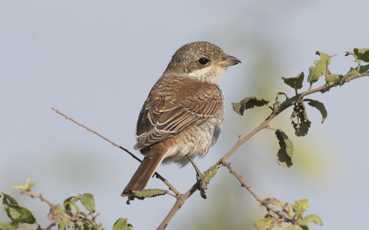 Red-backed Shrike - ML630830845