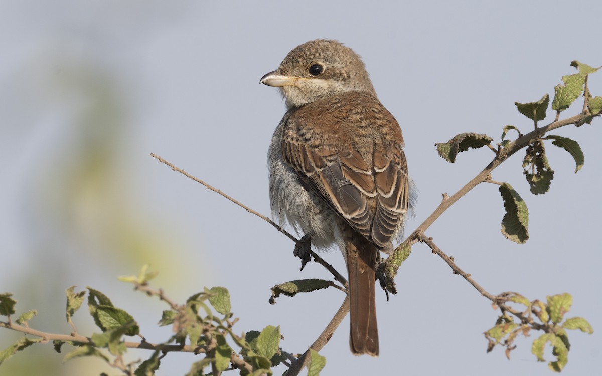 Red-backed Shrike - ML630830846